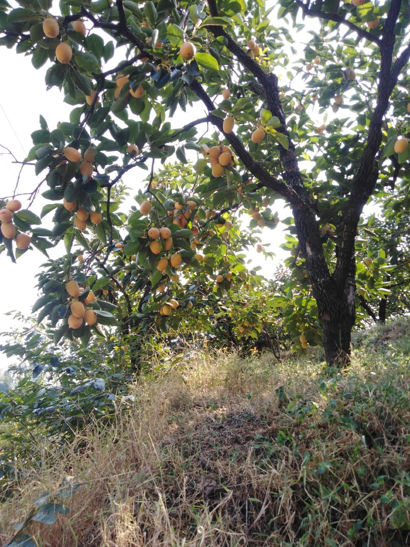 山东沂蒙山冰糖牛心柿大量上市(山东蒙阴)栗恋鲜果