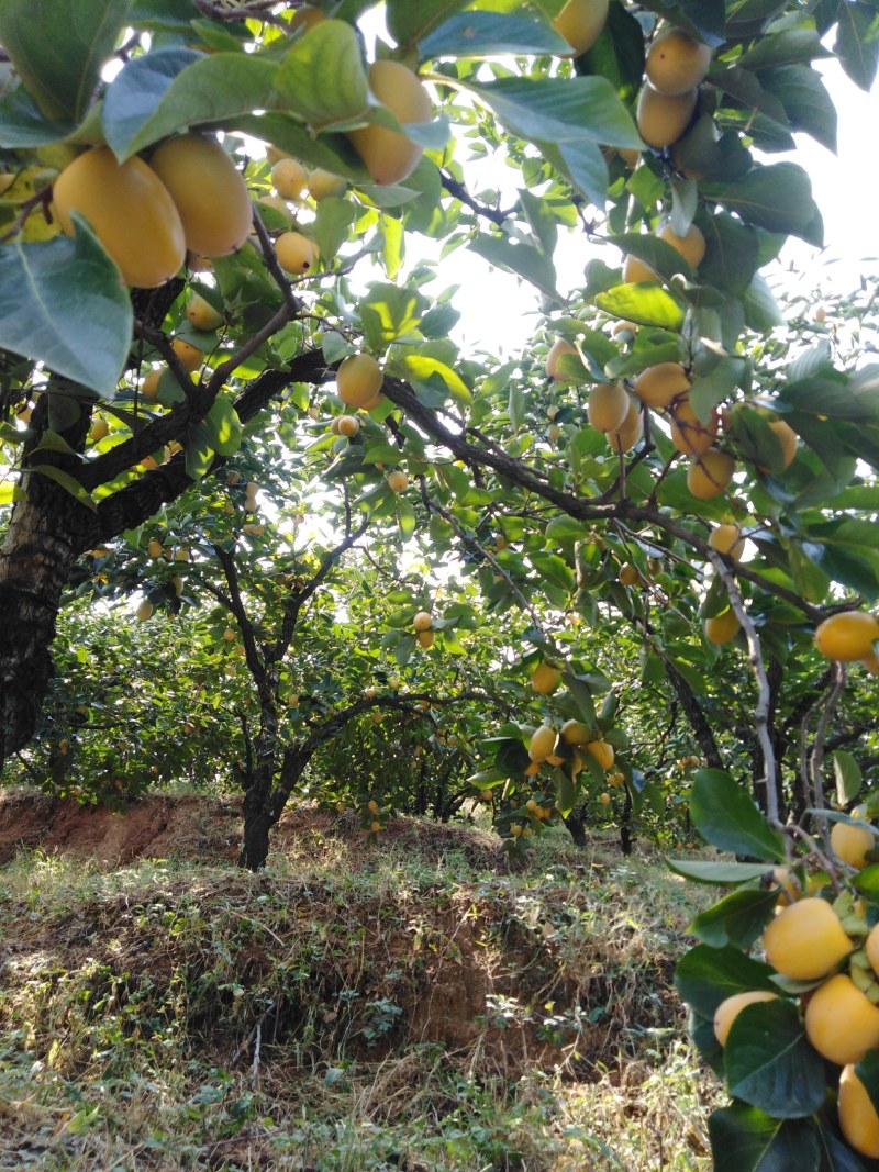 山东沂蒙山冰糖牛心柿大量上市(山东蒙阴)栗恋鲜果