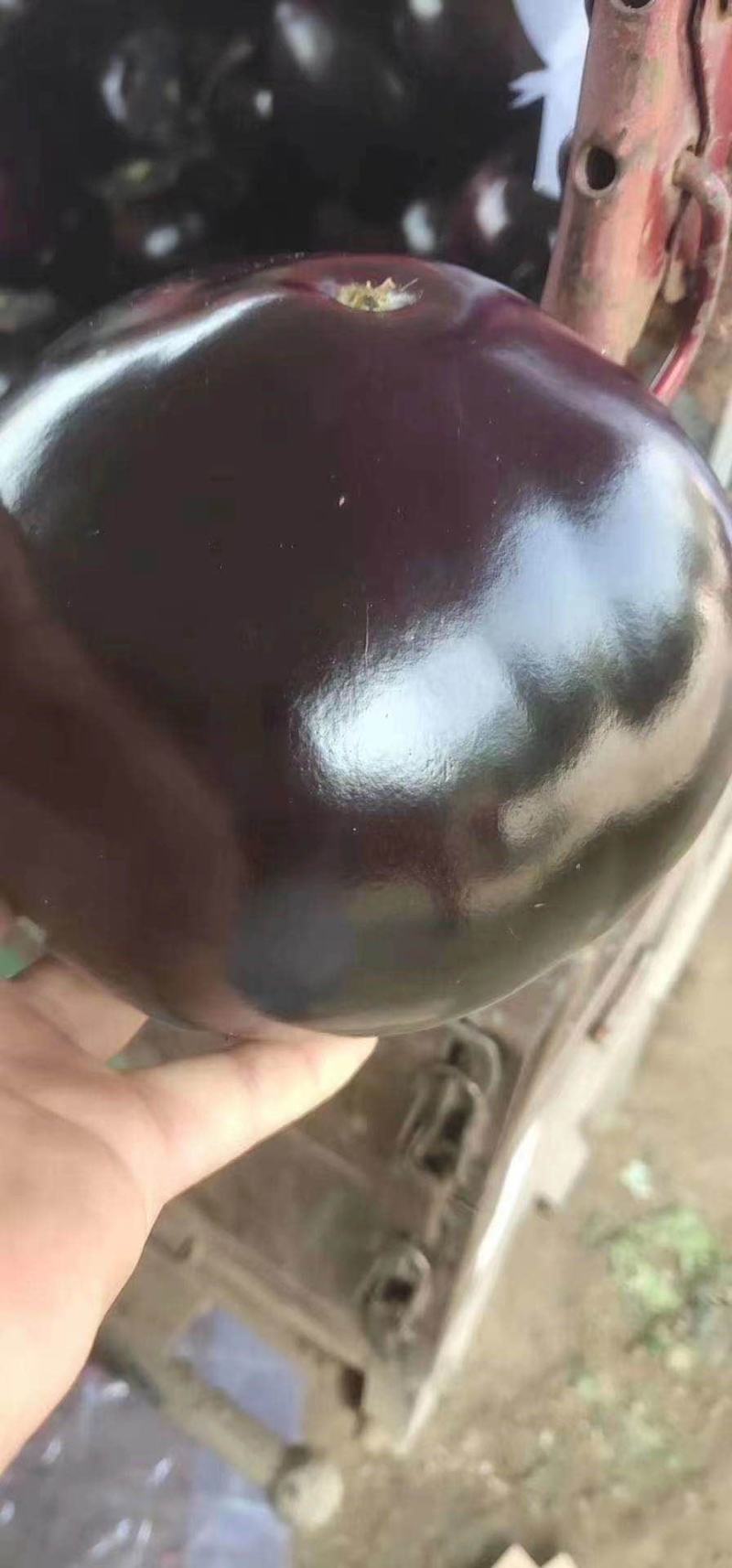 精品圆茄，产地直供，质量保证，欢迎新老客户实地考察，