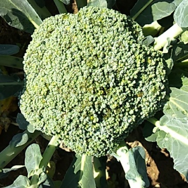 西蓝花自家基地种植户