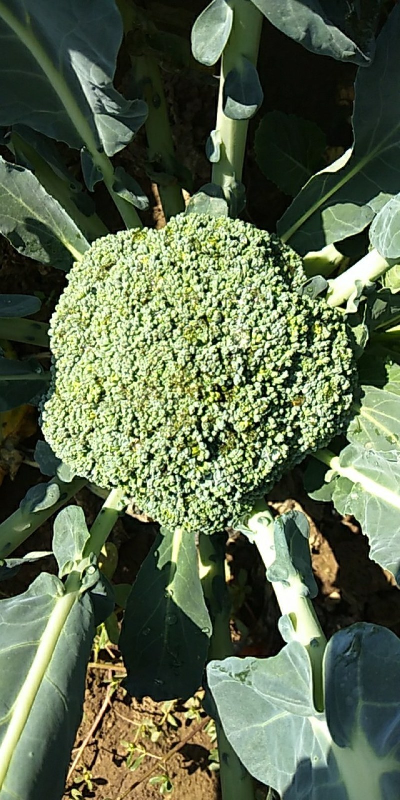 西蓝花自家基地种植户