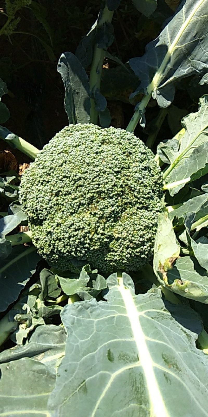 西蓝花自家基地种植户