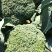 西蓝花自家基地种植户