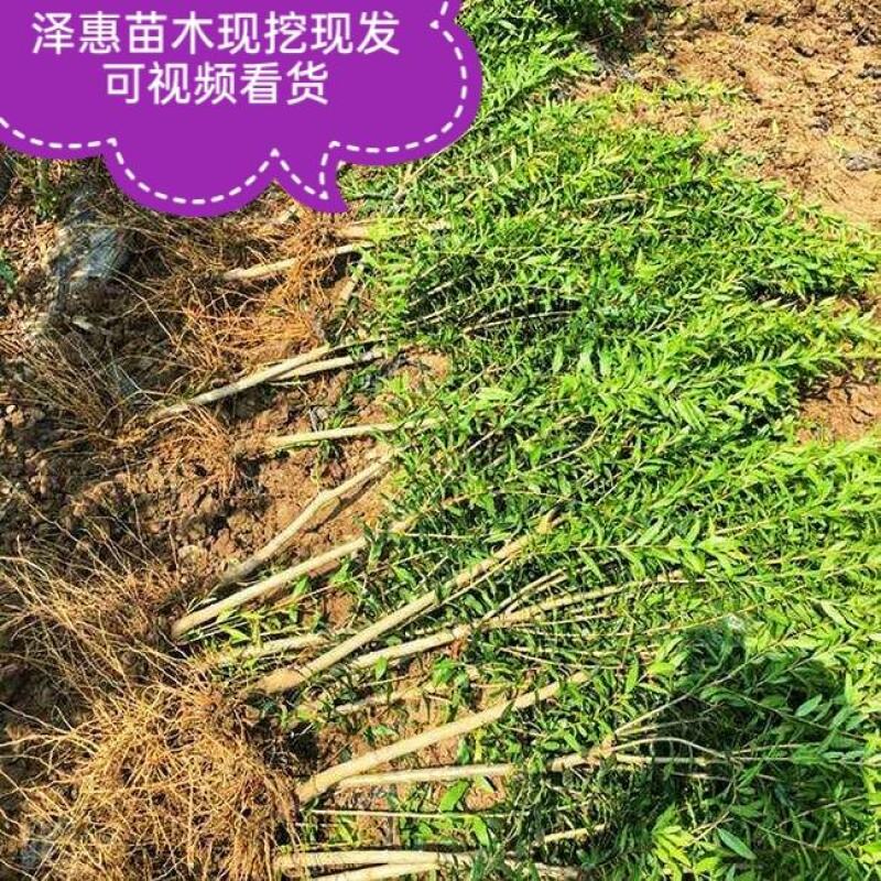 黑美人石榴苗基地直发保质保量包成活可视频看货死苗补发