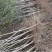 黑美人石榴苗基地直发保质保量包成活可视频看货死苗补发