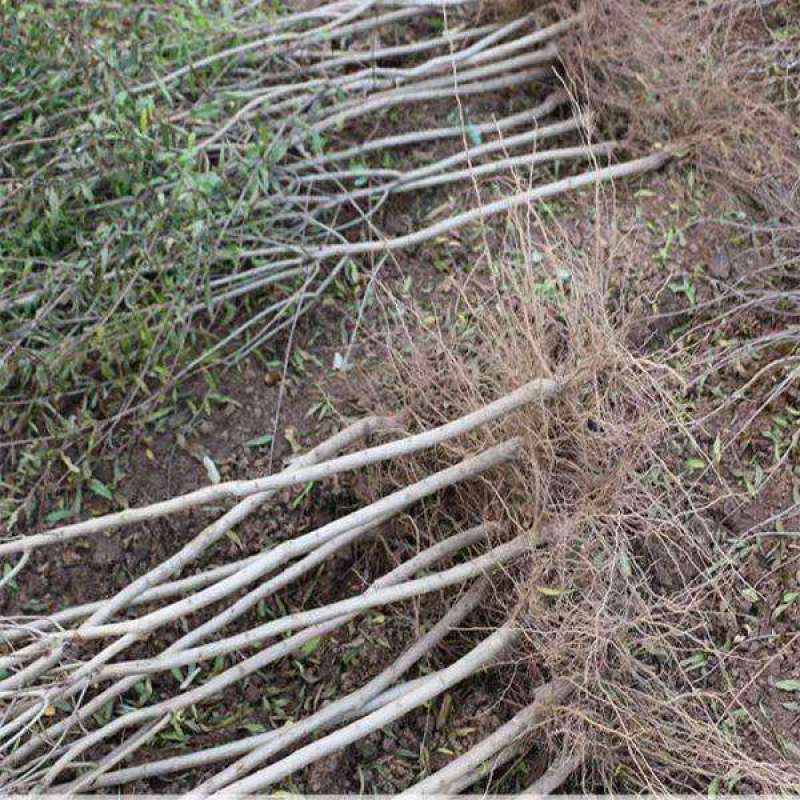 黑美人石榴苗基地直发保质保量包成活可视频看货死苗补发