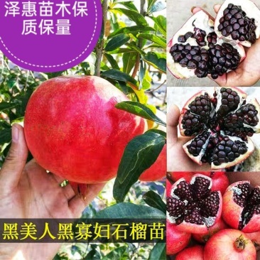 黑美人石榴苗基地直发保质保量包成活可视频看货死苗补发