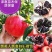黑美人石榴苗基地直发保质保量包成活可视频看货死苗补发
