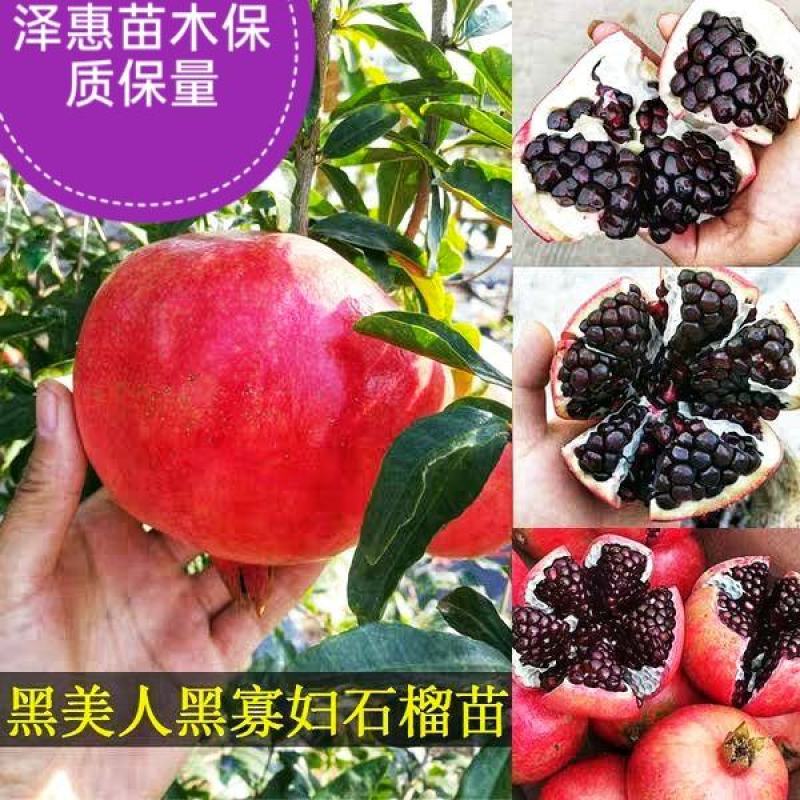 黑美人石榴苗基地直发保质保量包成活可视频看货死苗补发