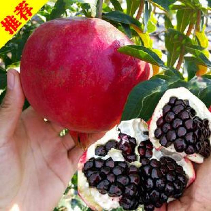 黑美人石榴苗基地直发保质保量包成活可视频看货死苗补发