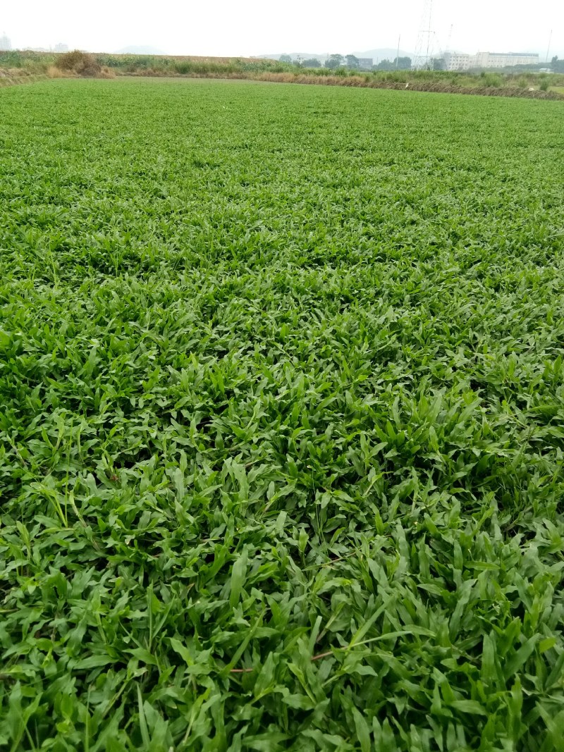 精品大叶油批发，物美价优，欢迎订购