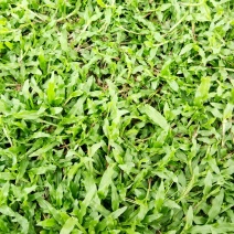 精品大叶油批发，物美价优，欢迎订购