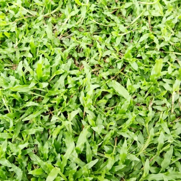 精品大叶油批发，物美价优，欢迎订购