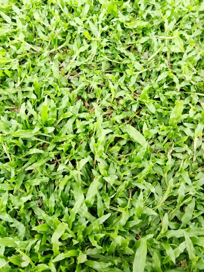 精品大叶油批发，物美价优，欢迎订购