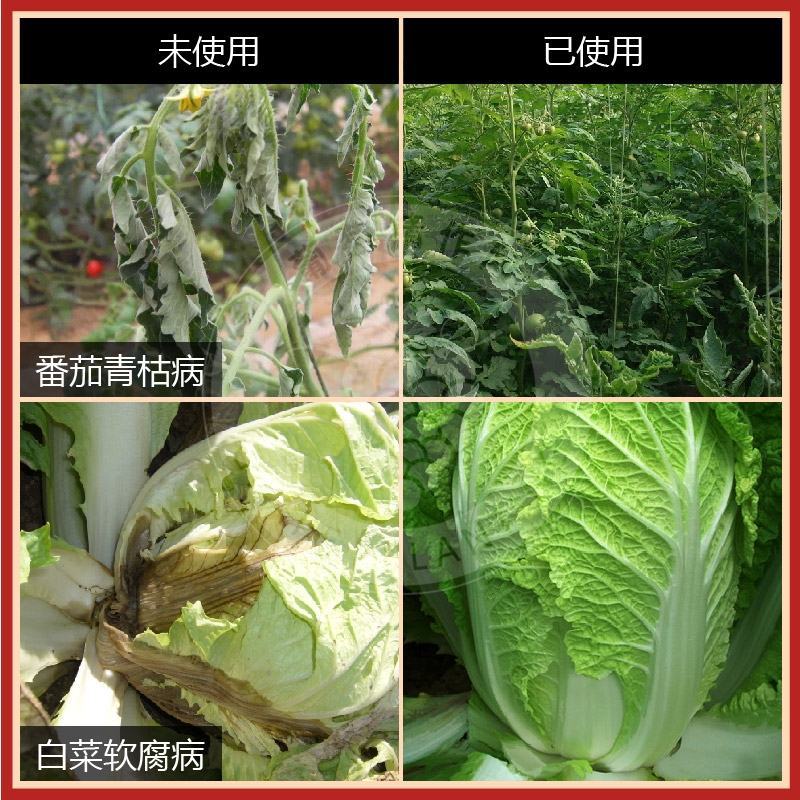 科献中保3%中生菌素草莓细菌性角斑病轮纹病青枯病杀菌剂
