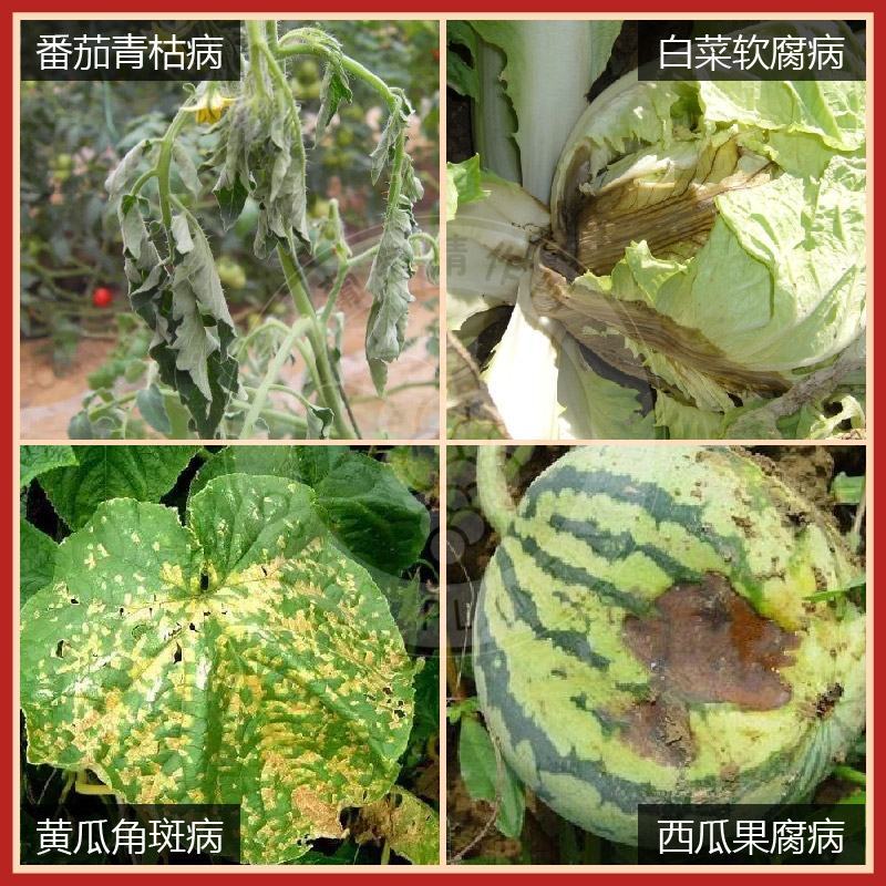 科献中保3%中生菌素草莓细菌性角斑病轮纹病青枯病杀菌剂