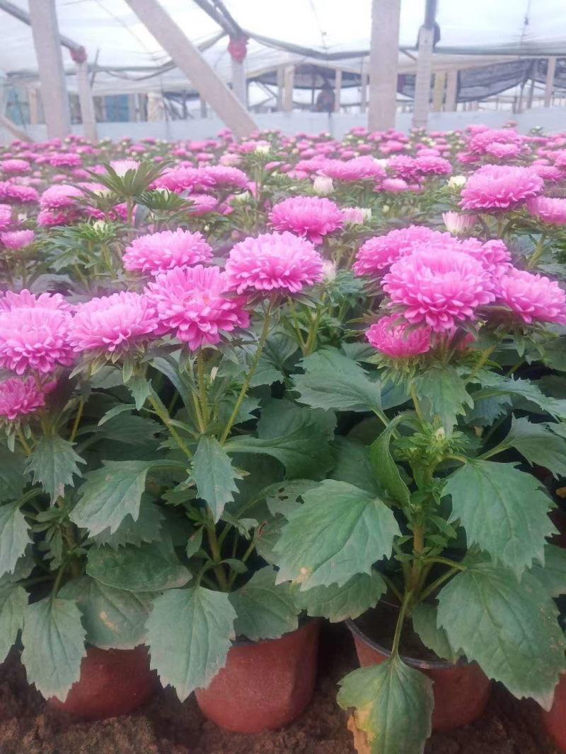 翠菊！租摆花卉种植基地！草花地被（翠菊）