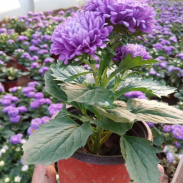 翠菊！租摆花卉种植基地！草花地被（翠菊）