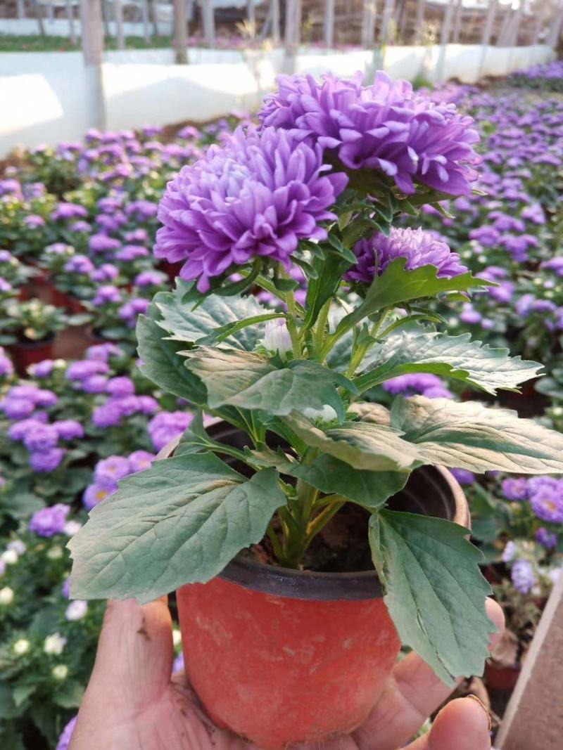 翠菊！租摆花卉种植基地！草花地被（翠菊）