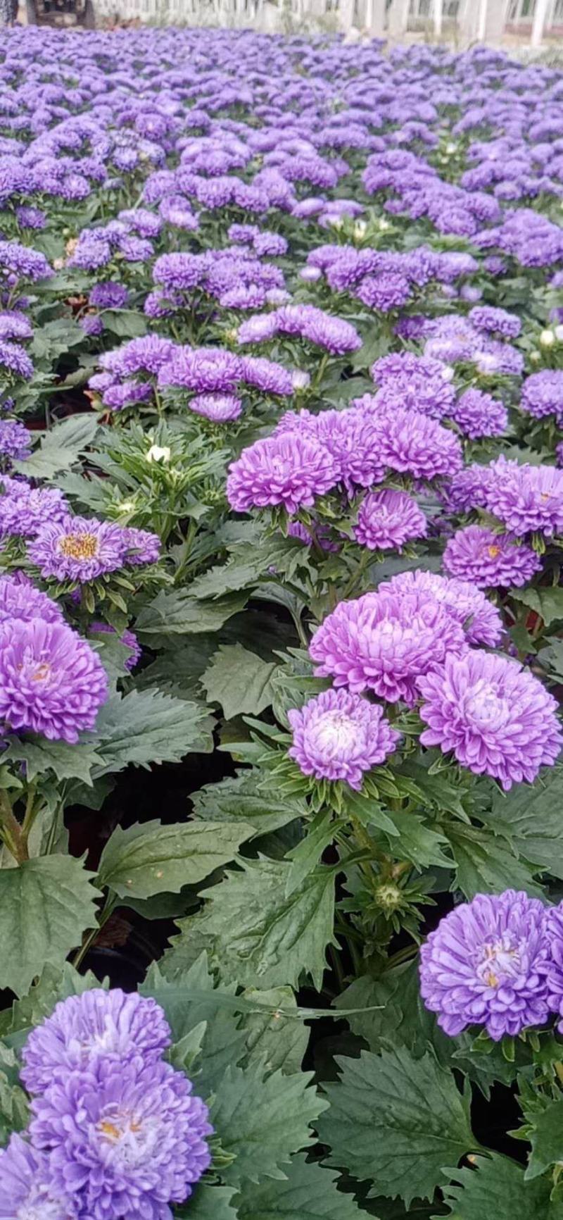 翠菊！租摆花卉种植基地！草花地被（翠菊）