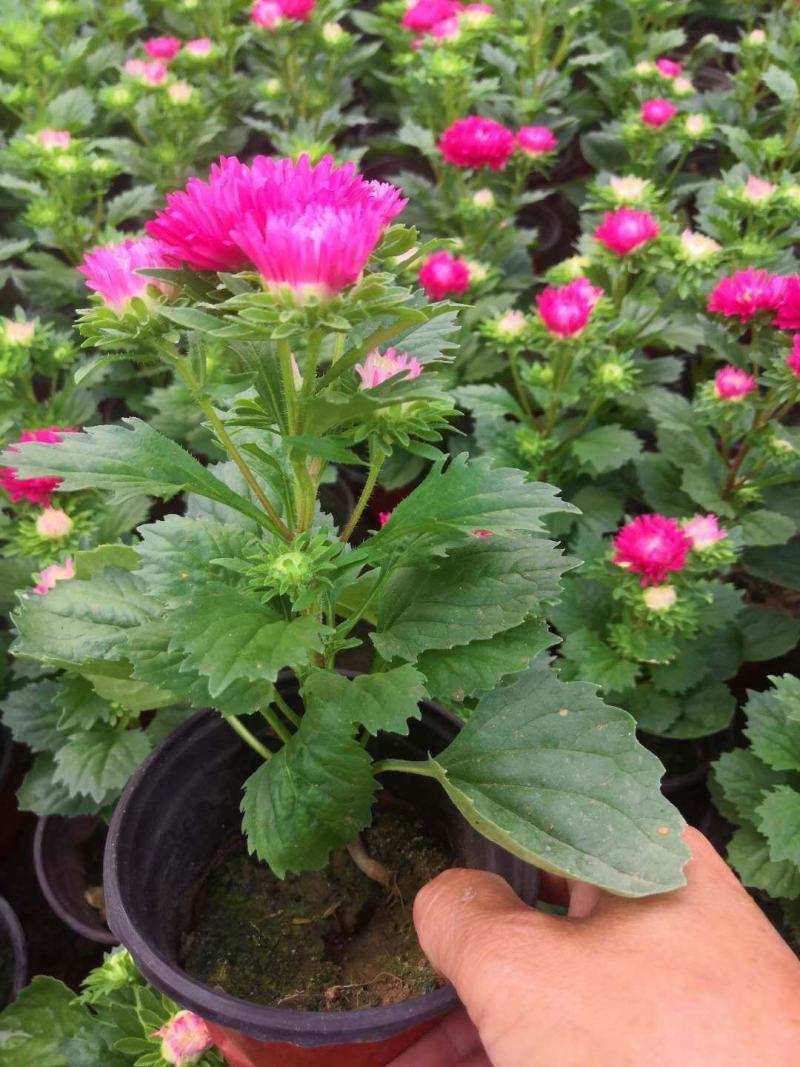 翠菊！租摆花卉种植基地！草花地被（翠菊）