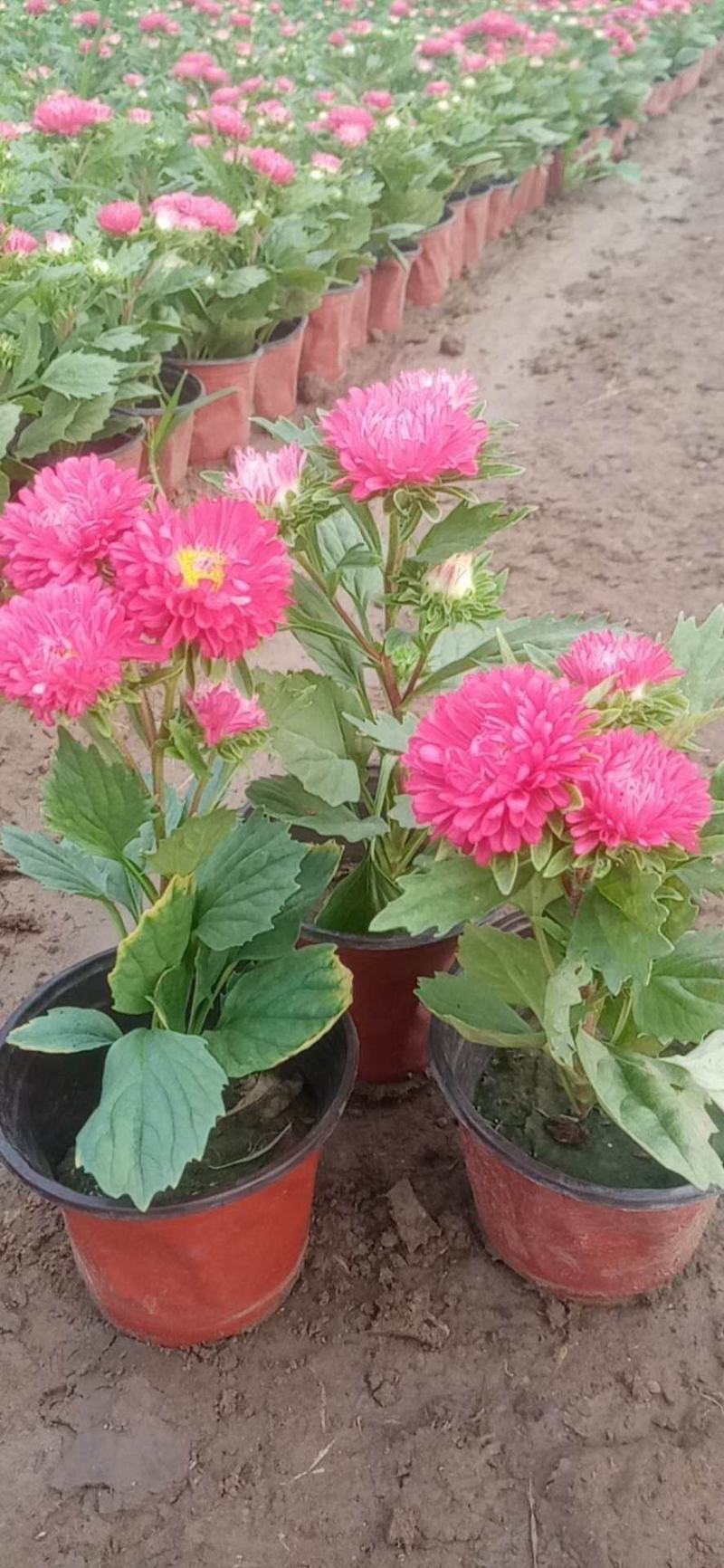 翠菊！租摆花卉种植基地！草花地被（翠菊）