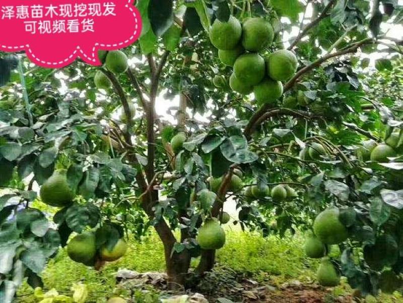 无籽沙田柚树苗红心柚树苗保质保量假一赔十死苗补发视频看货