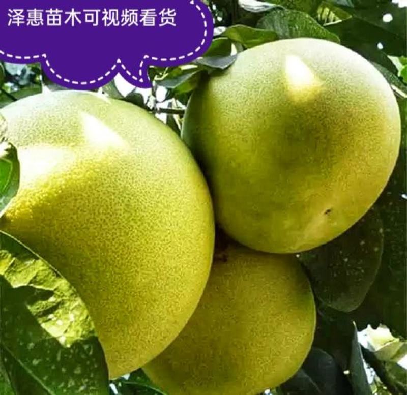 无籽沙田柚树苗红心柚树苗保质保量假一赔十死苗补发视频看货
