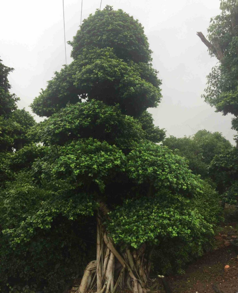 福建批发小叶榕桩景造型榕树盆景桩头造型小叶榕基地直销