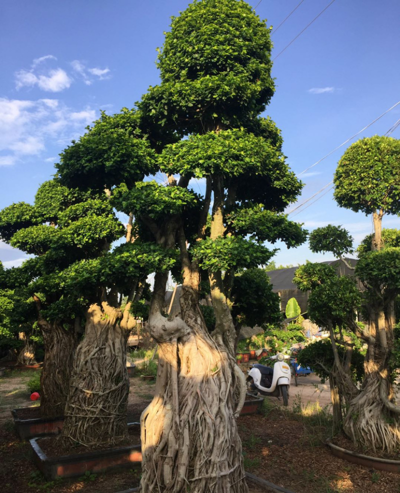 福建批发小叶榕桩景造型榕树盆景桩头造型小叶榕基地直销