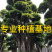 福建批发小叶榕桩景造型榕树盆景桩头造型小叶榕基地直销