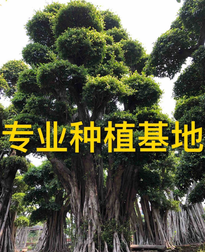 福建批发小叶榕桩景造型榕树盆景桩头造型小叶榕基地直销