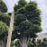 福建批发小叶榕桩景造型榕树盆景桩头造型小叶榕基地直销