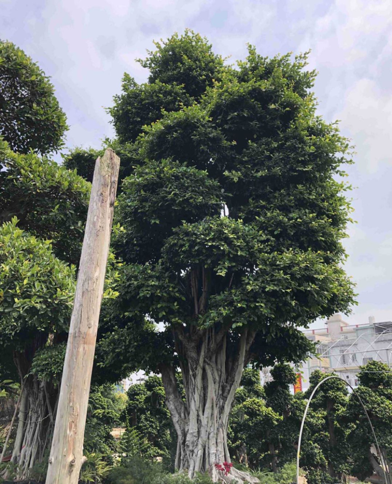 福建批发小叶榕桩景造型榕树盆景桩头造型小叶榕基地直销