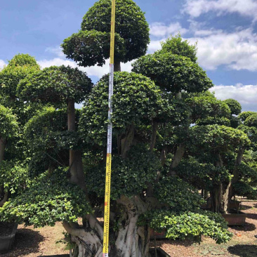 福建批发小叶榕桩景造型榕树盆景桩头造型小叶榕基地直销