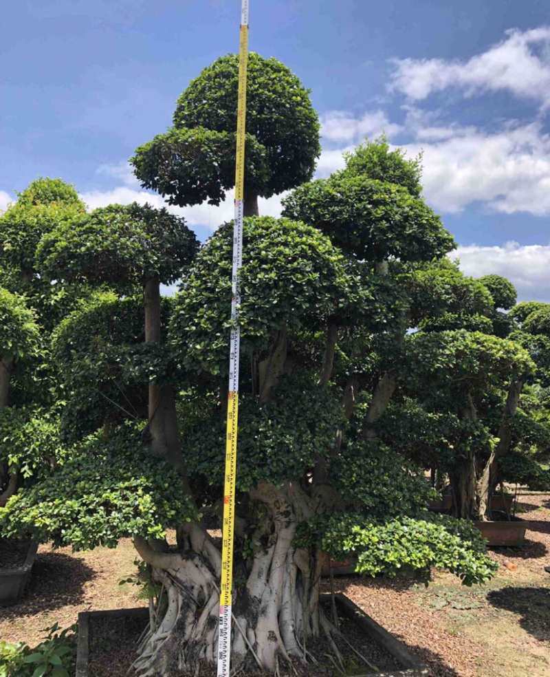 福建批发小叶榕桩景造型榕树盆景桩头造型小叶榕基地直销