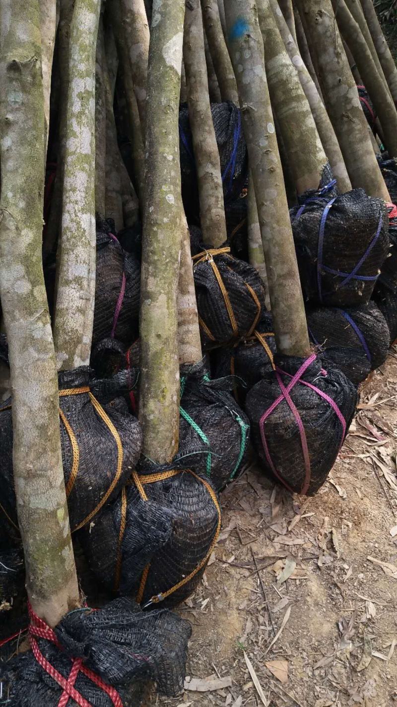 沉香各规格大树上市热售中