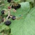 野生乌泡根.乌泡根.乌泡根