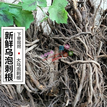 野生乌泡根.乌泡根.乌泡根