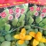 覃斗鸡蛋芒果苗（广成果树苗场）