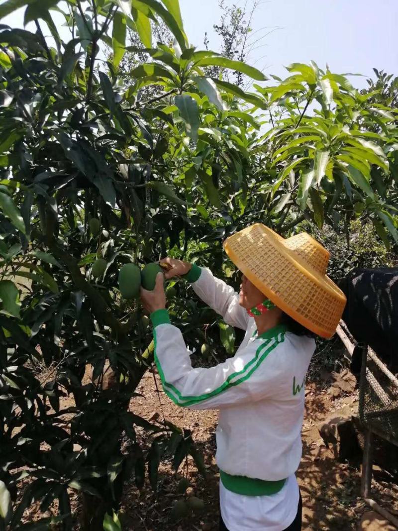覃斗鸡蛋芒果苗（广成果树苗场）