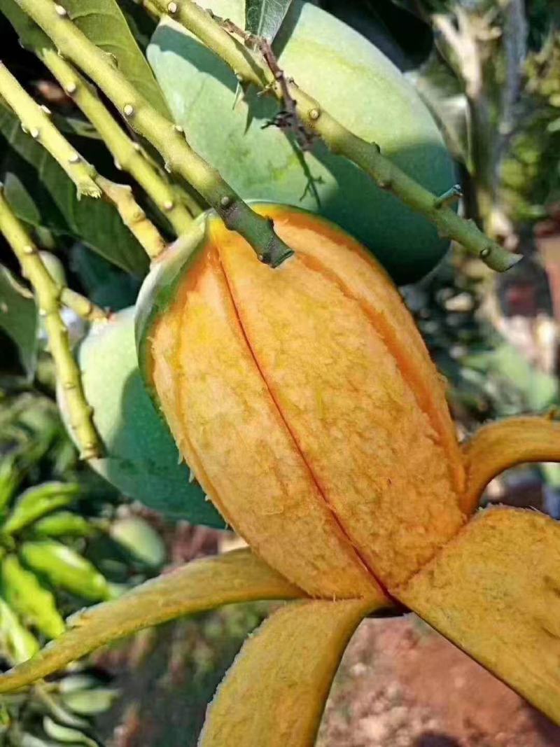 覃斗鸡蛋芒果苗（广成果树苗场）