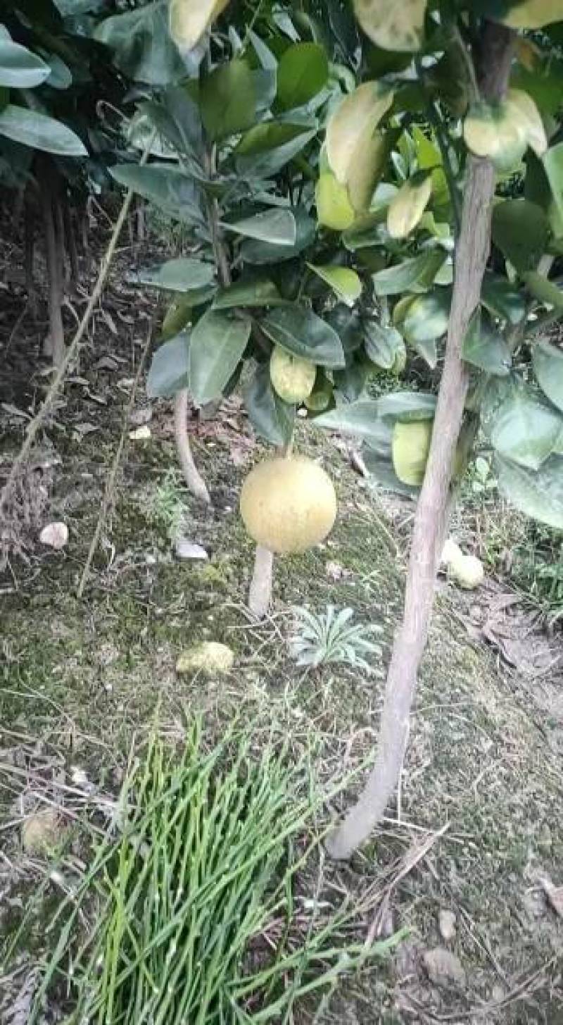 柚子苗安江早香柚移植苗根系好成活率高挂果快