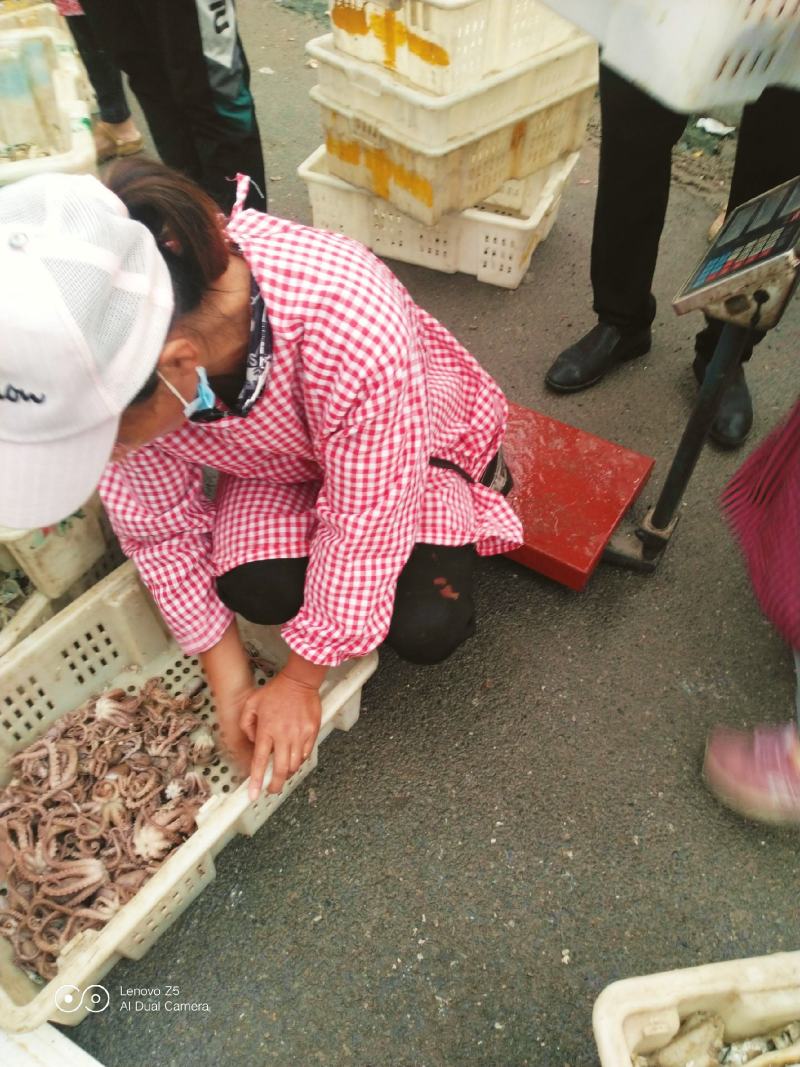 自家渔船生产加工好的新鲜货源好吃有嚼劲视频发货