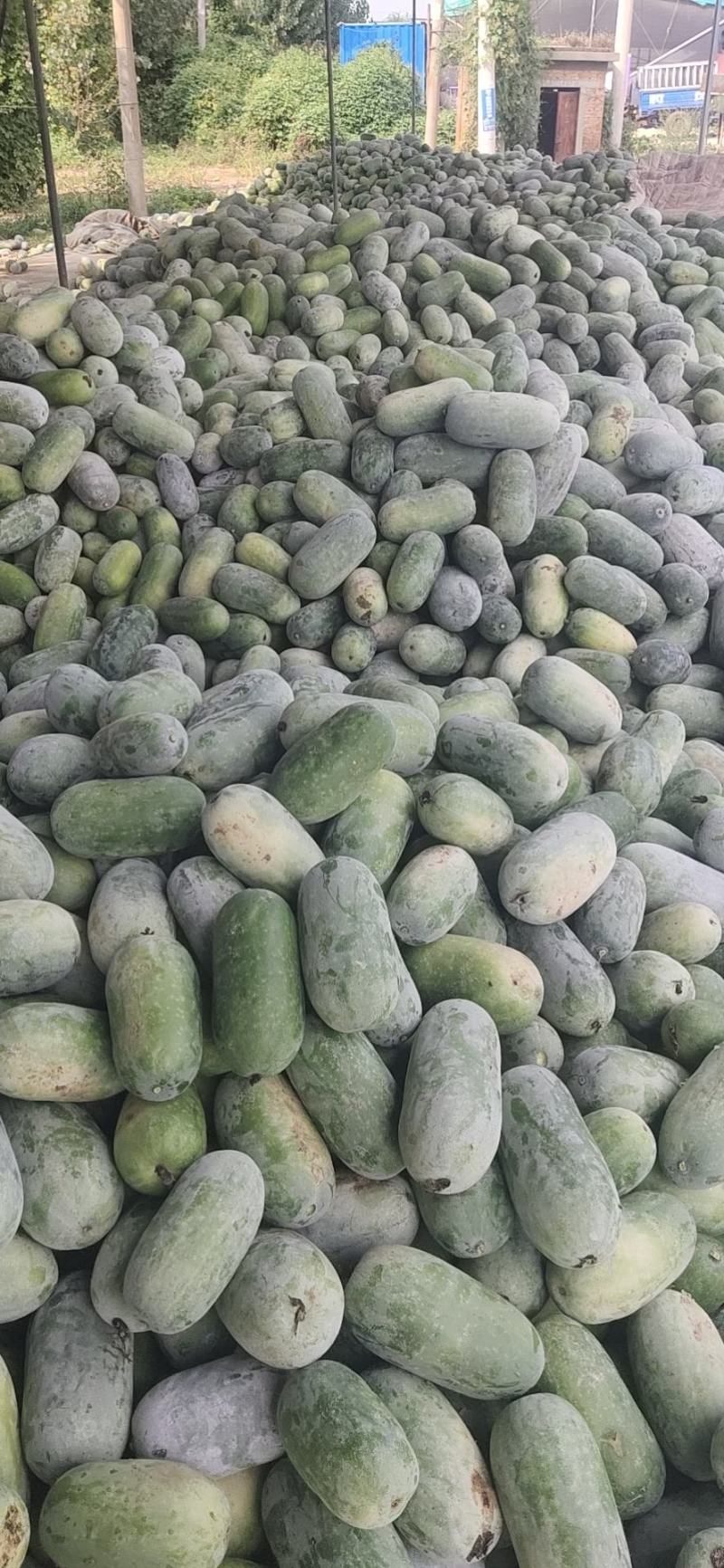 优质水果冬瓜大量上市瓜型好品质高欢迎采购