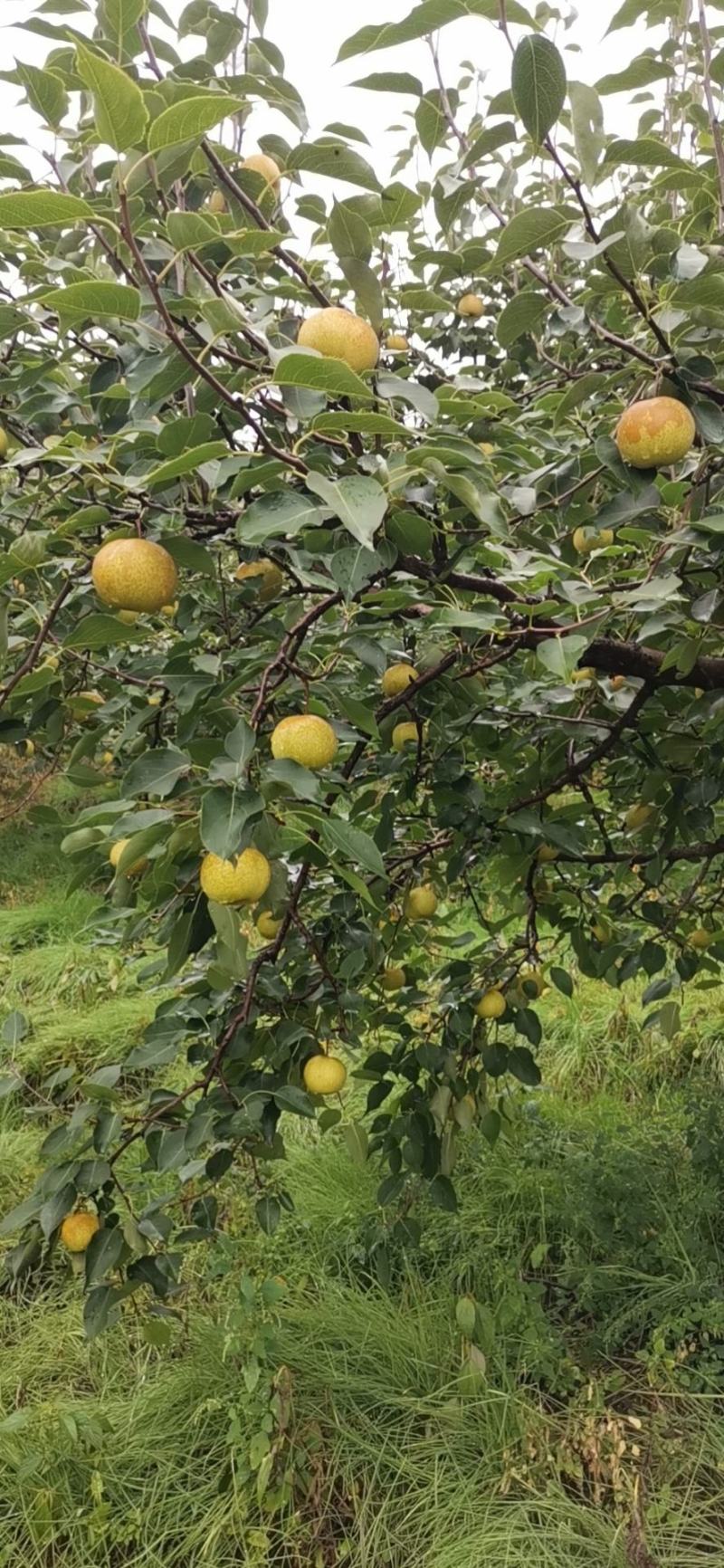 鞍山市海城市花盖梨大量上市