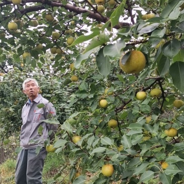 鞍山市海城市花盖梨大量上市