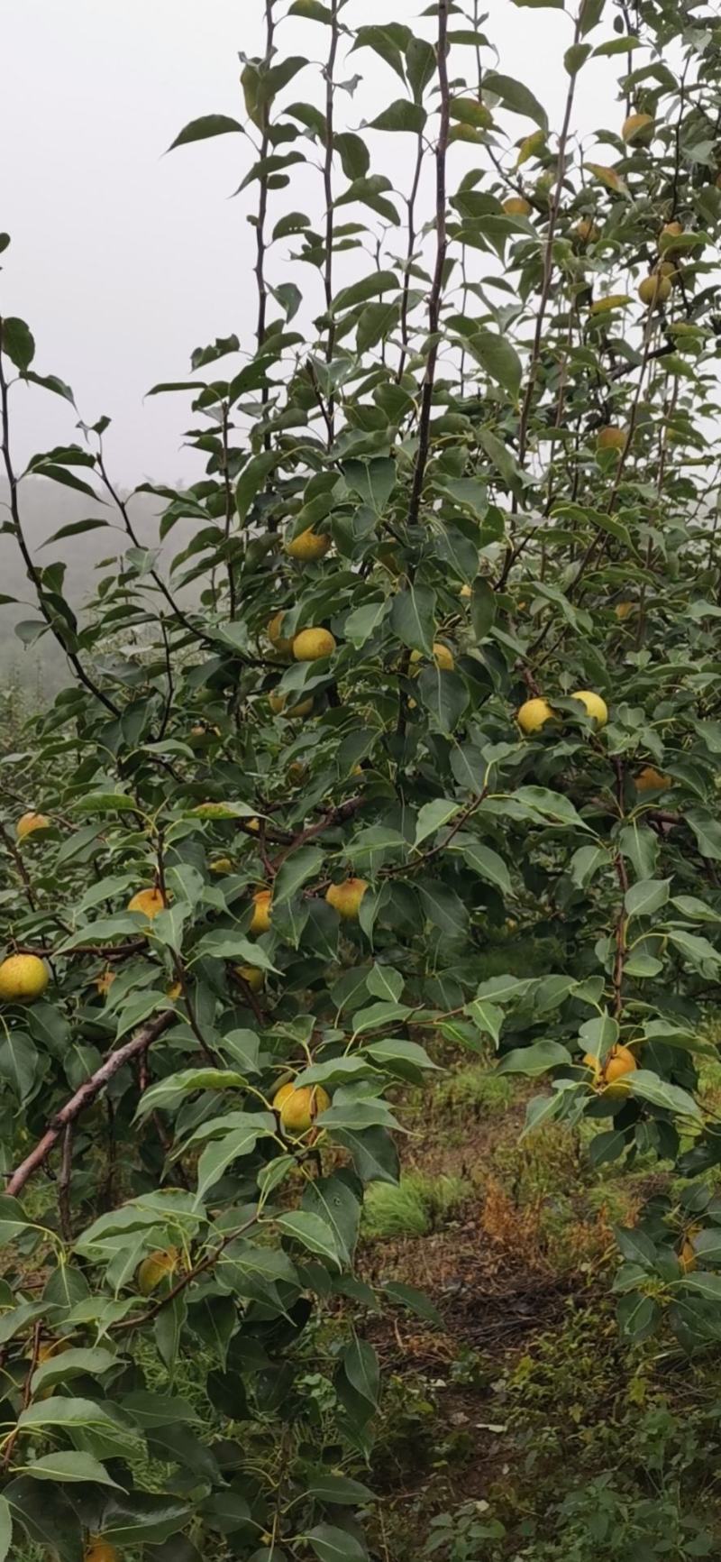 鞍山市海城市花盖梨大量上市