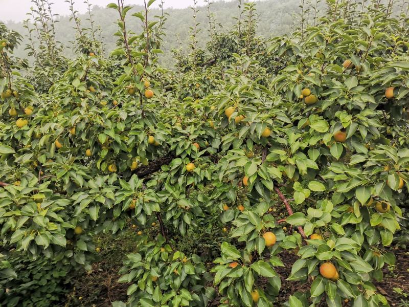 鞍山市海城市花盖梨大量上市