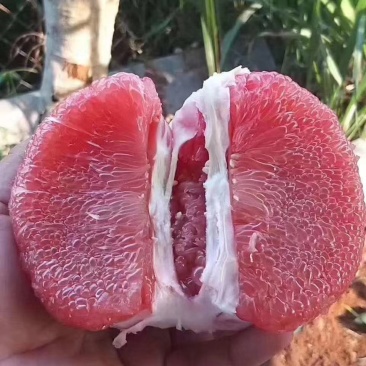 泰国红宝石青柚苗越南青皮柚苗